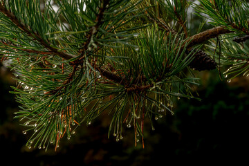 Drops on pine needles on a rainy fall afternoon