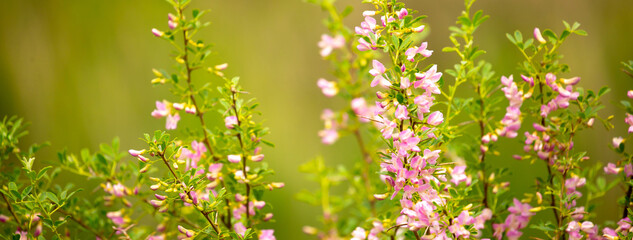 Blooming garden spring flowers. Blooming camel thorn in spring. Medicinal plant, pink flowers....