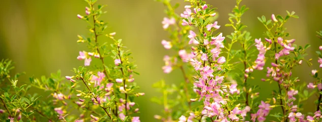 Papier Peint photo Lavable Couleur pistache Blooming garden spring flowers. Blooming camel thorn in spring. Medicinal plant, pink flowers. Delicate floral landscape with blurry background and copy space.