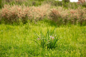 Anise seeds close-up macro as a background and texture. Indian spices for cooking. on a white background