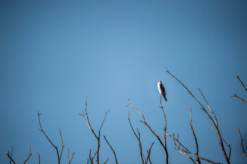 black winged shouldered kite or elanus caeruleus bird small raptor and hunter perched high on tree...