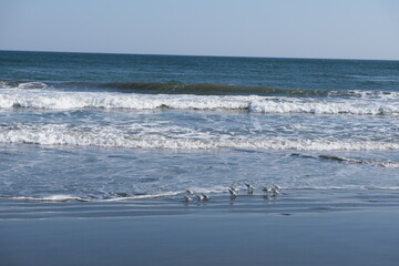 九十九里浜のシロチドリ　White-rumped plover at Kujukuri-hama beach