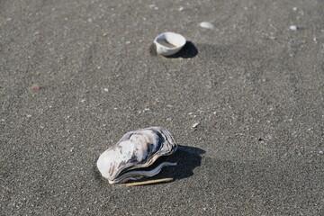砂浜の貝殻　Shells on the beach