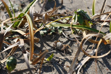 砂浜にいたカニ　Crabs on the beach
