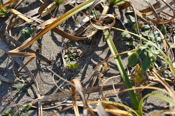 砂浜にいたカニ　Crabs on the beach