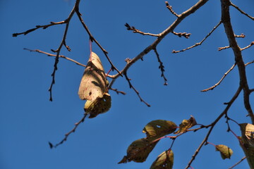 桜の蕾　Cherry Blossom Buds