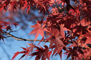 もみじ　eaves turning red
