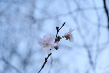 冬桜　winter cherry (Physalis alkekengi var. franchetii)