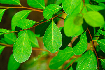 Naklejka premium Flueggea leaves close up view, Bushweeds, Katupila plant, Flueggea leucopyrus, White-berry bush, Indian snow berry