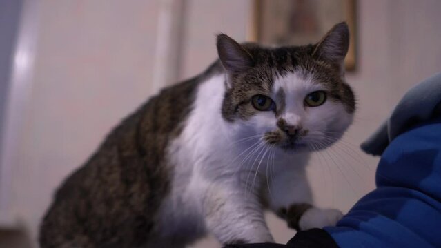Cat is resting with its owner. Home life of pets. Close up of a cat's face. The cat tramples its paws on	