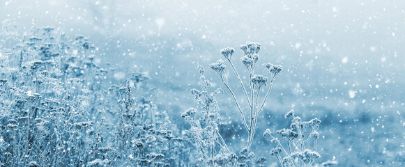 Atmospheric winter view with snow-covered dry plants in a meadow during a heavy snowfall
