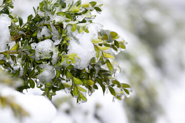 A boxwood bush covered with snow and ice with green leaves on a blurred background