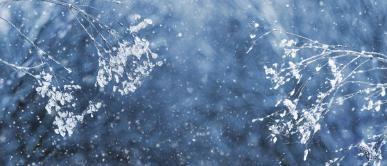 Winter view with ice covered plant branches on a dark blue background