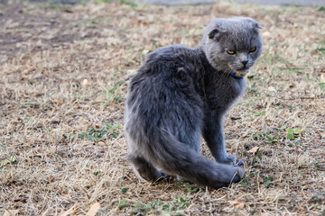 Cute gray cat walking on the grass in the park. Cat portrait.