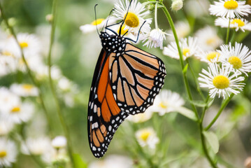 Monarch butterfly on flower