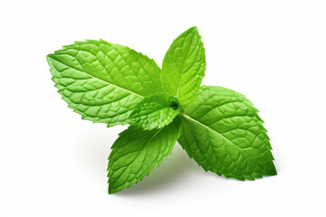 close up fresh mint leaves isolated on white background
