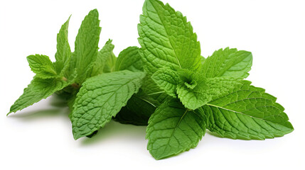 close up fresh mint leaves isolated on white background