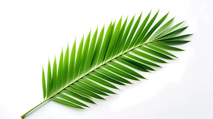 A palm leaf on a white background with a green color scheme for the image is a palm leaf on a white background with a green color scheme for the