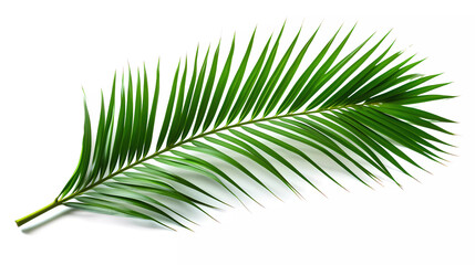 Obraz premium A palm tree branch with green leaves on a white background with a clipping path to the top of the image