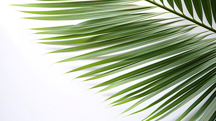 Obraz premium A palm tree leaf on a white background with a green color scheme for the image is a close up view of the leaves