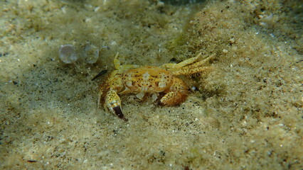 Dead yellow crab or warty crab (Eriphia verrucosa) undersea, Aegean Sea, Greece, Halkidiki
