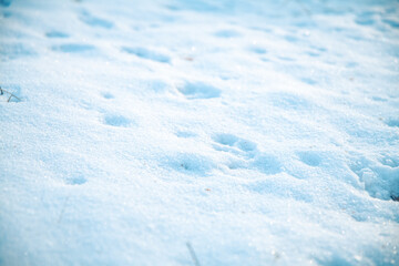 Freshly fallen white snow with dog tracks