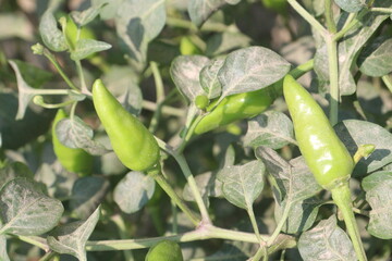 Chilli on tree in farm for sell