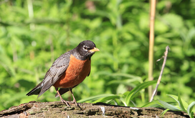 American Robin on dead log
