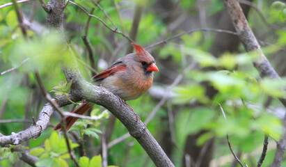 Cardinal female perched on branch

