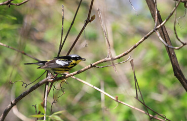 Magnolia Warbler perched on branch
