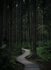 path in the forest