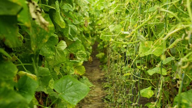 Immerse yourself in the wonderful land of organic cucumbers: watch the seasons change in a greenhouse oasis where the culmination of care and the magic of nature gives a bounty of fragrant cucumbers.