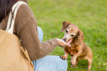 Woman give snack to her dog at outdoor - obrazy, fototapety, plakaty