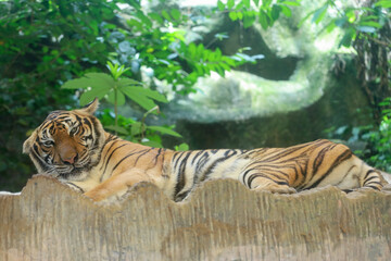 Close up Indochinese tiger is beautiful animal