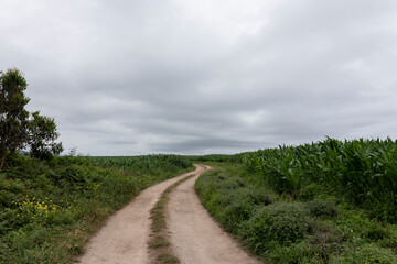 Fototapeta na wymiar A winding dirt road cuts through a field of tall green plants under a cloudy gray sky