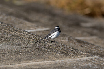 地面を歩くセグロセキレイ