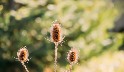 Obraz premium Teasel plant on nature background in an autumn day.