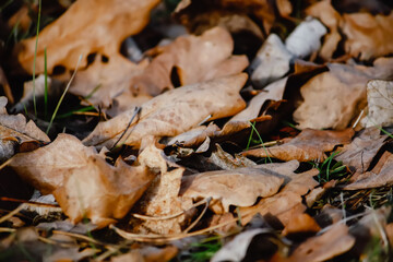 Fall leaves on the ground in autumn forest.