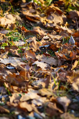 Fall leaves on the ground in autumn forest.