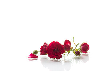 bouquet of red small roses, on white background.