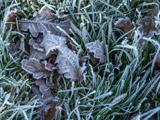 Frost on autumn leaves on grass lawn.