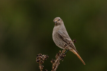 Colirrojo tizón hembra
