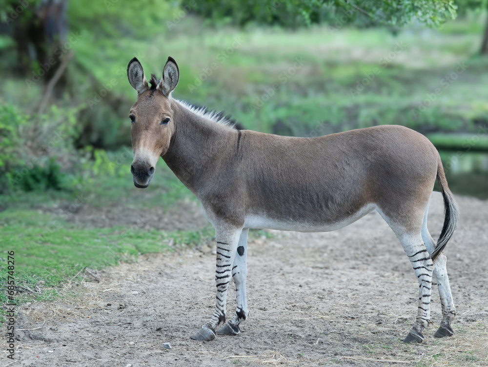 Poster donkey standing against the background of the forest