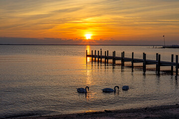 Swans On Barnegat Bay In New Jersey At Sunrise Time Fall 2023 