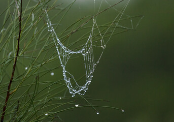 Gotas de rocío en la tela de araña