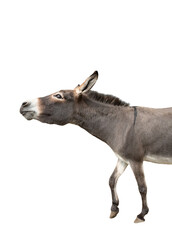 Somali donkey isolated on white background