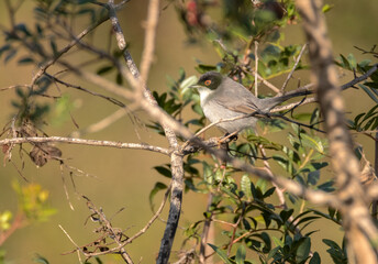 Currucas cabecinegra (Sylvia melanocephala)