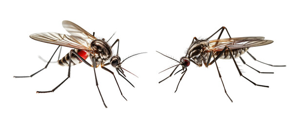 Dangerous Malaria Infected Mosquito isolated cutout PNG on transparent background.