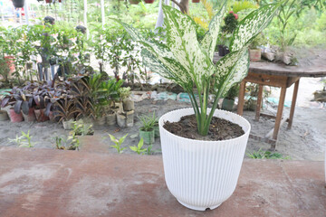 Aglaonema Snow White plant on pot