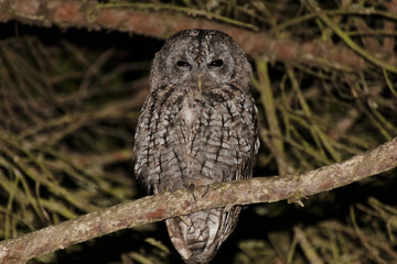 Cárabo común (Strix Aluco)